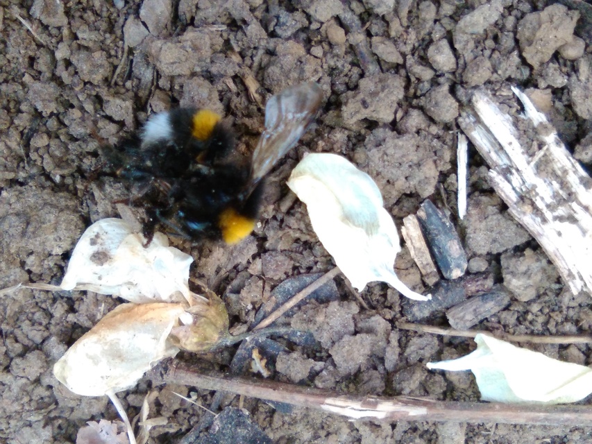 Bombus terrestris/lucorum