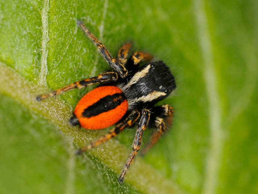 Philaeus chrysops - piros ugrópók