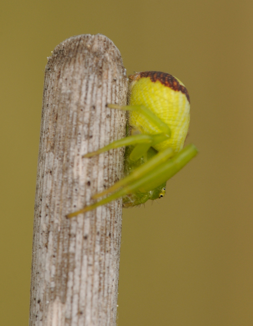 Ebrechtella tricuspidata - alakoskodó karolópók