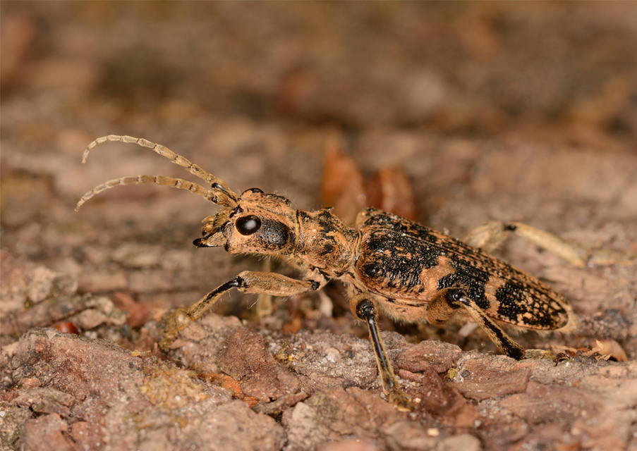 Rhagium sycophanta - tölgyes-tövisescincér