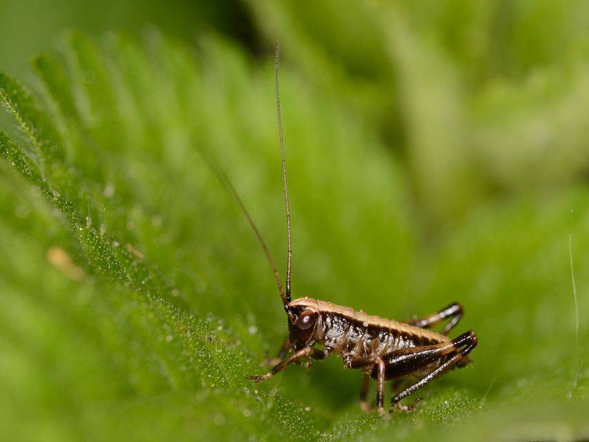 Pholidoptera griseoaptera - szürke avarszöcske