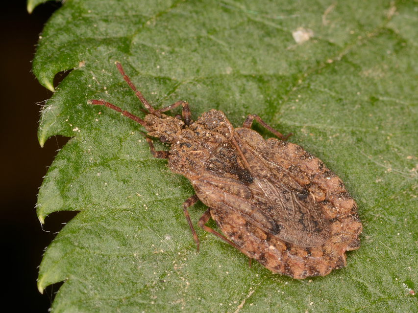 Aradus