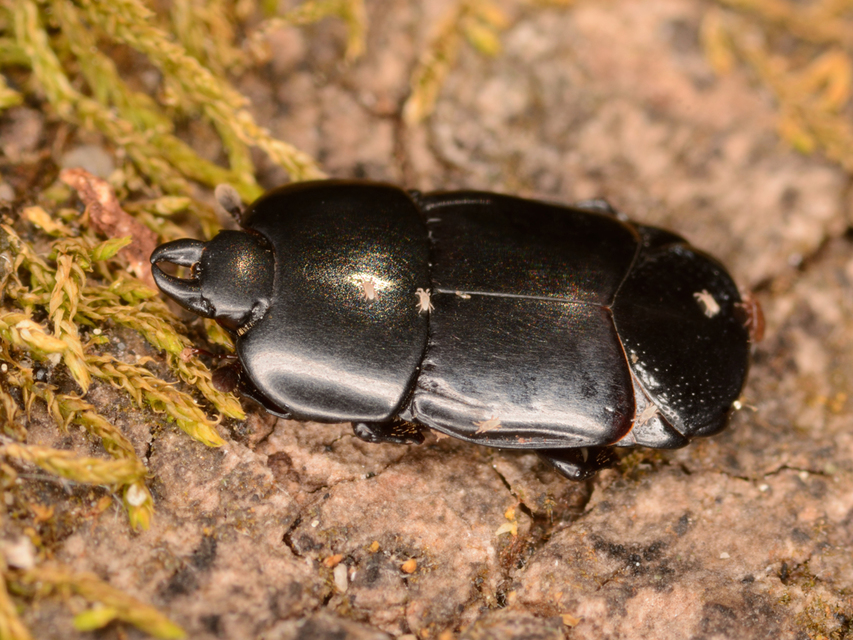 Hololepta plana - lemez-sutabogár