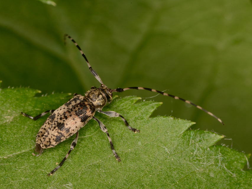 Leiopus nebulosus - öves gesztcincér