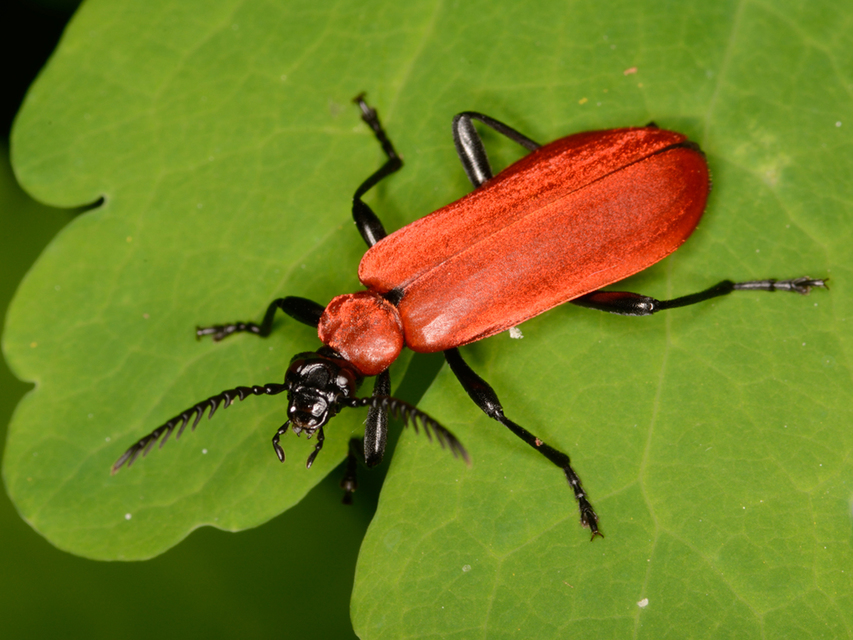 Pyrochroa coccinea - nagy bíborbogár
