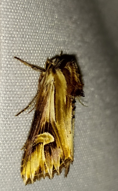 Actinotia polyodon - nagy sugarasbagoly
