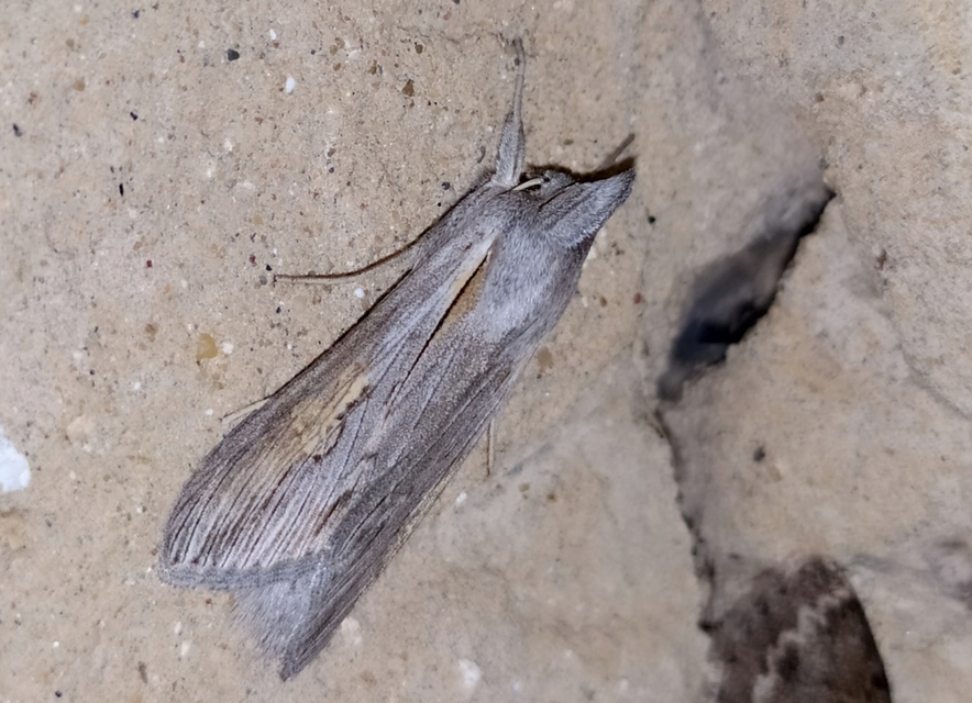 Cucullia balsamitae - homoki csuklyásbagoly