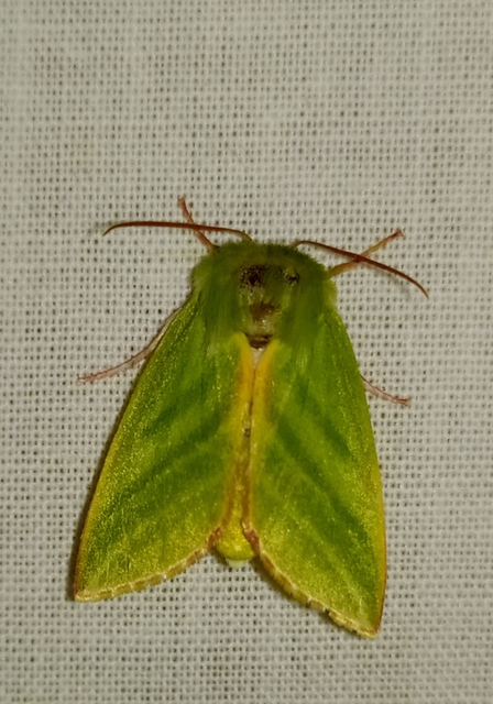 Pseudoips prasinana - bükkfa-zöldbagoly