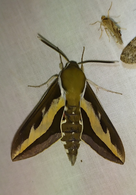 Hyles gallii - galajszender
