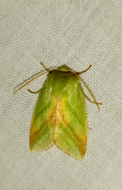 Pseudoips prasinana - bükkfa-zöldbagoly