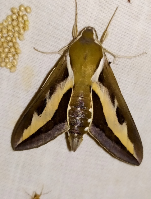 Hyles gallii - galajszender