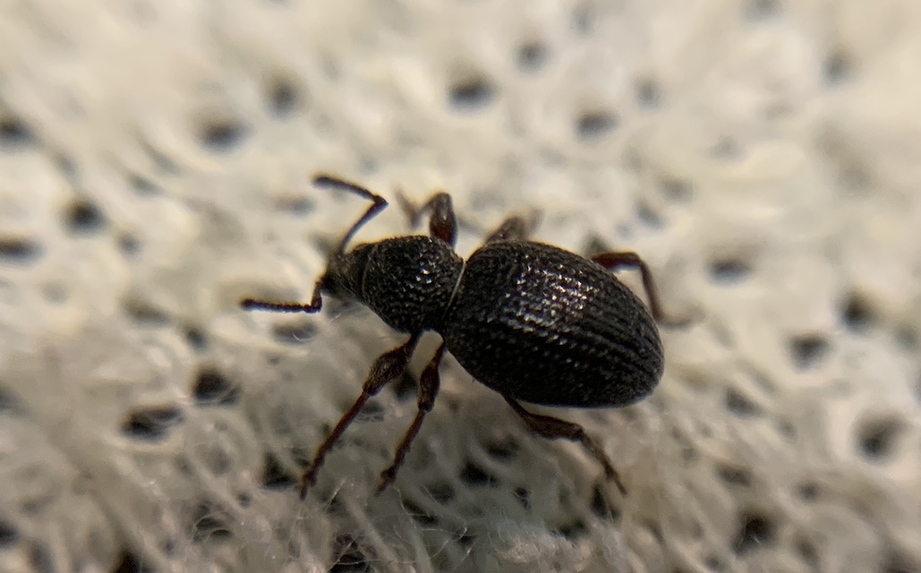Otiorhynchus ovatus - apró gyalogormányos