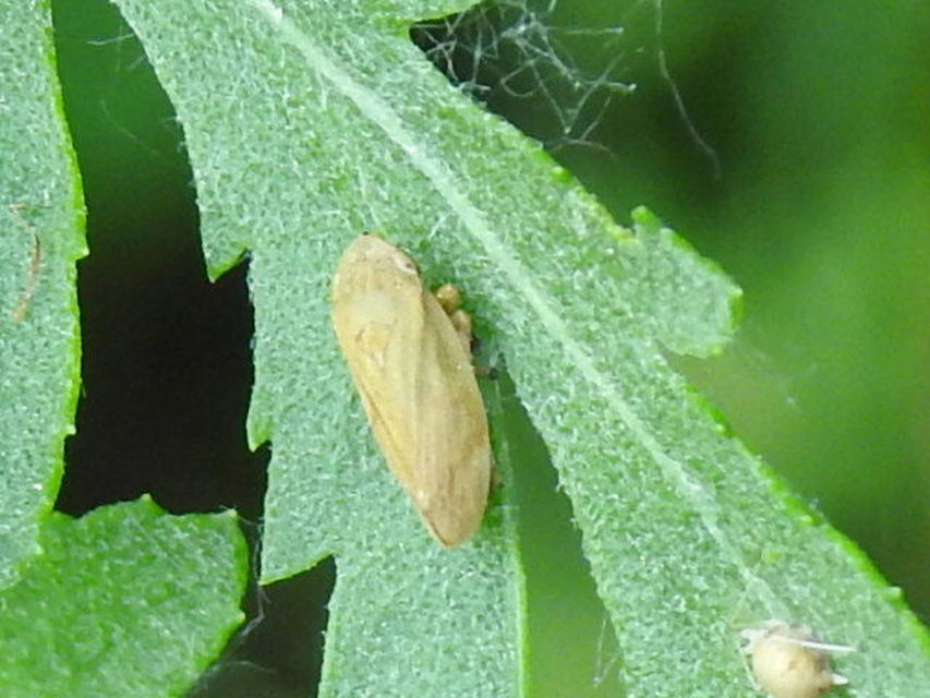 Aphrophora