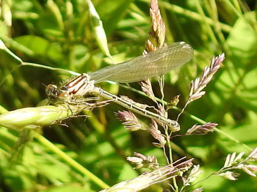 Coenagrion puella - azúrkék légivadász