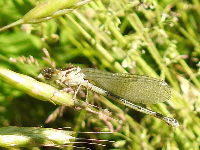 Coenagrion puella - azúrkék légivadász