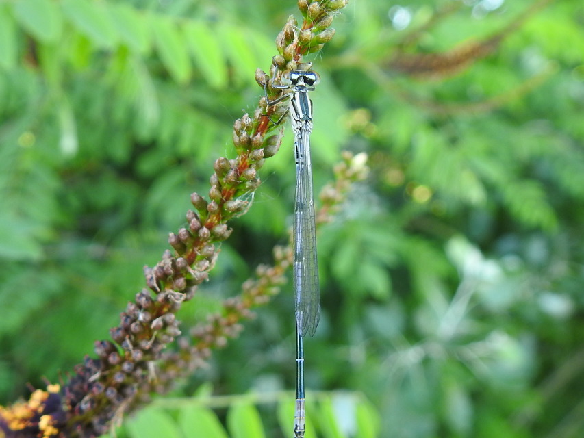 Coenagrion puella - azúrkék légivadász