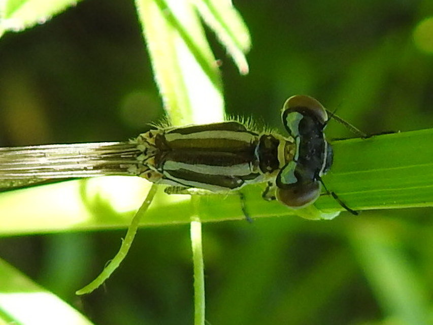 Coenagrion puella - azúrkék légivadász