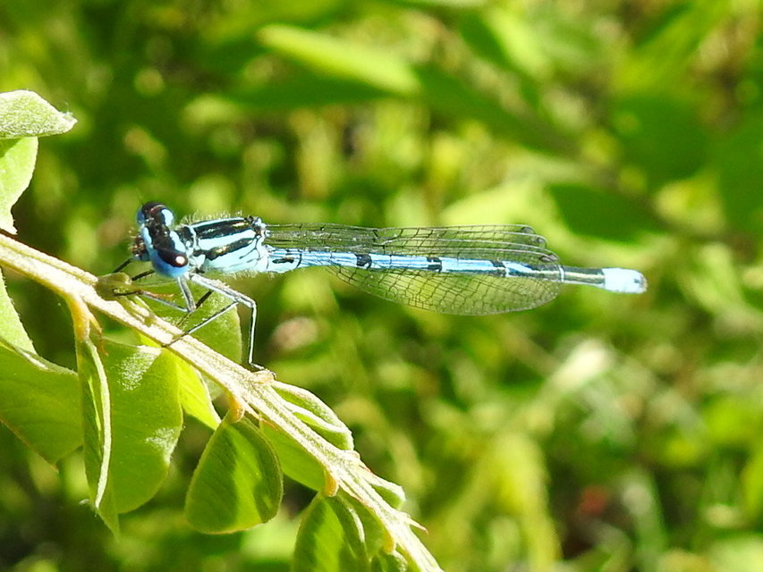 Coenagrion puella - azúrkék légivadász