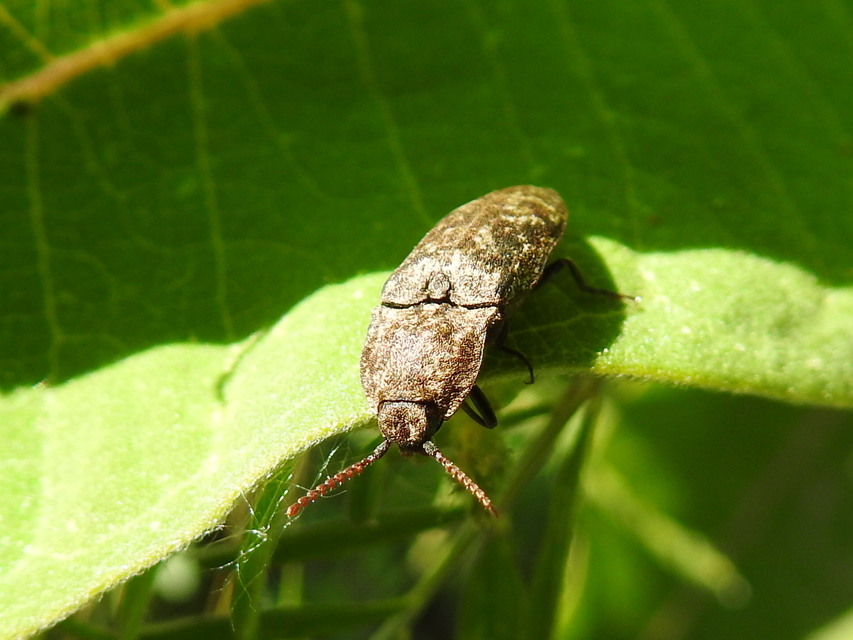 Agrypnus murinus - egérszínű pikkelyespattanó