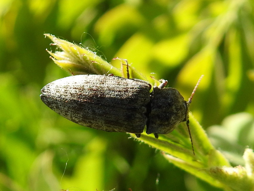 Agrypnus murinus - egérszínű pikkelyespattanó