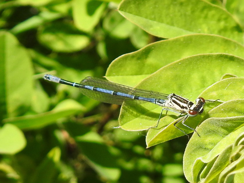 Coenagrion puella - azúrkék légivadász