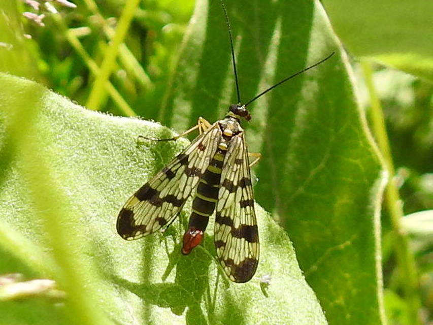 Panorpa vulgaris