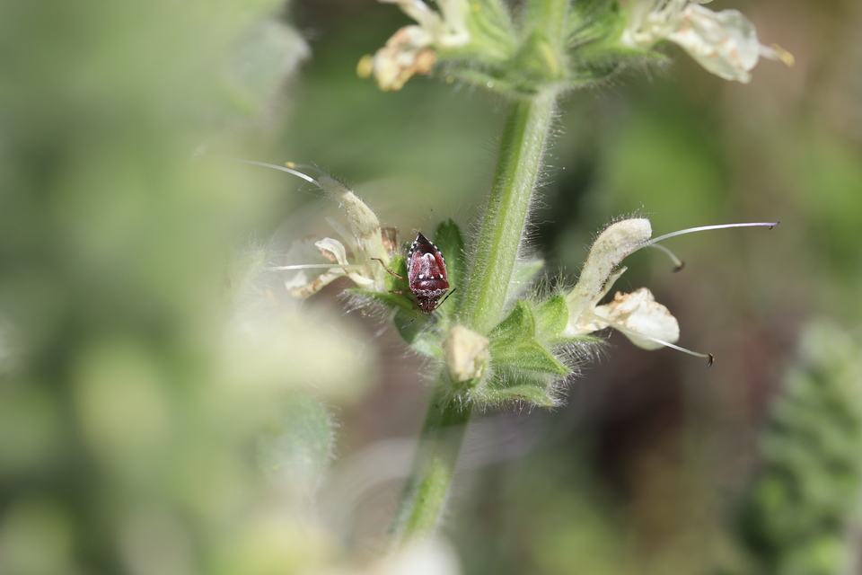 Stagonomus amoenus Stagonomus amoenus