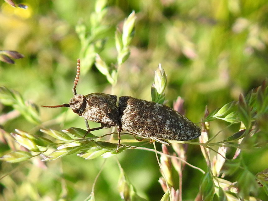 Agrypnus murinus - egérszínű pikkelyespattanó