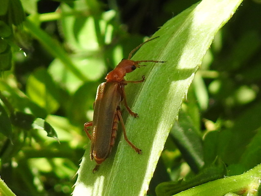 Cantharis rufa - rőt lágybogár
