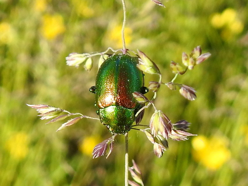 Chrysolina graminis - zöld varádicslevelész