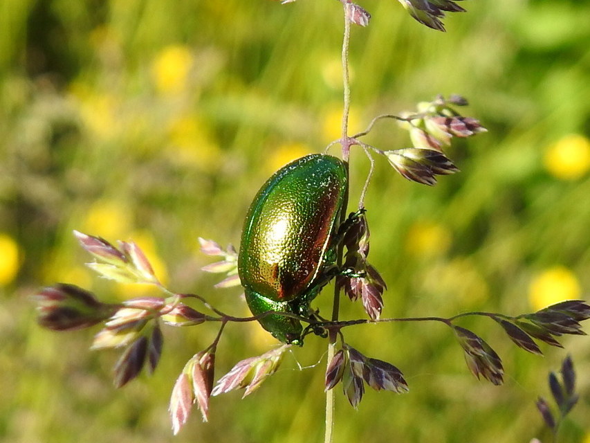 Chrysolina graminis - zöld varádicslevelész