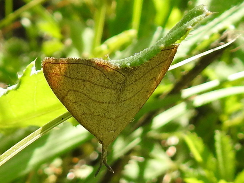 Polypogon tentacularia - sötétaljú karcsúbagoly