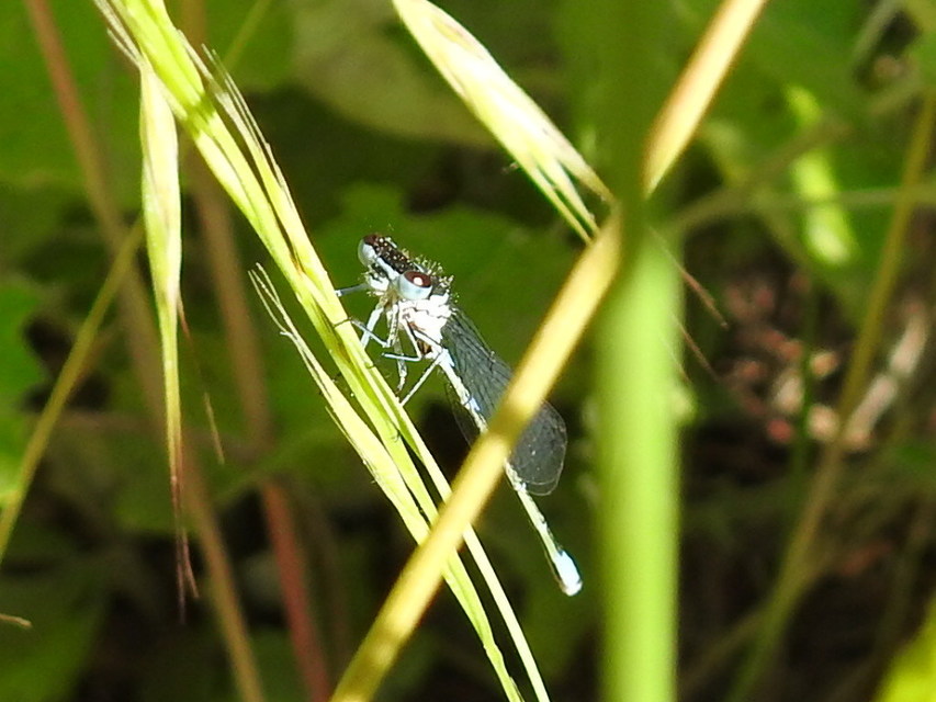 Coenagrion pulchellum - karcsú légivadász