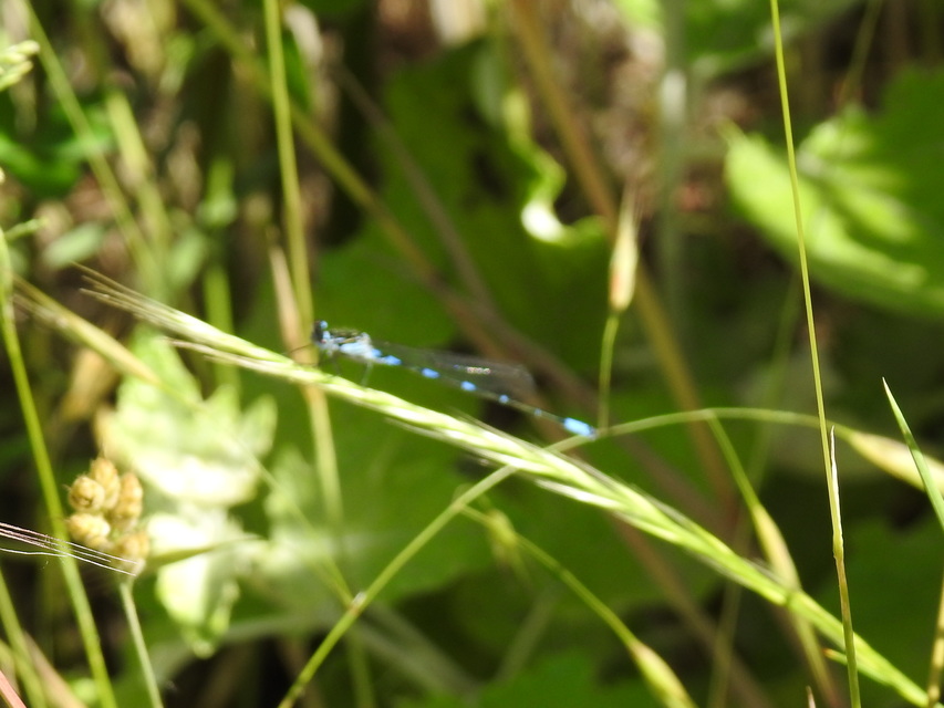 Coenagrion pulchellum - karcsú légivadász