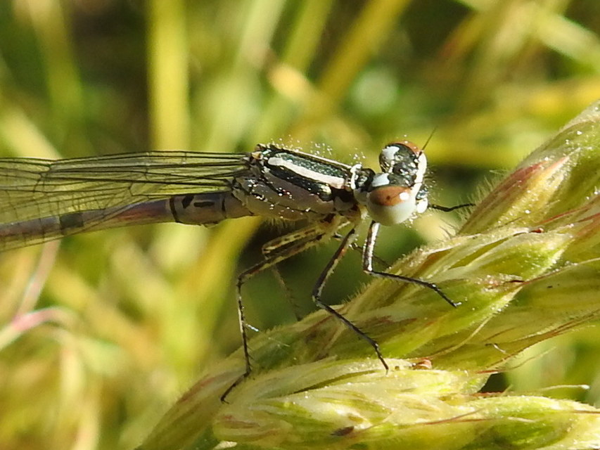 Coenagrion puella - azúrkék légivadász
