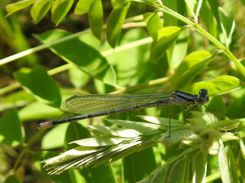 Coenagrion puella - azúrkék légivadász