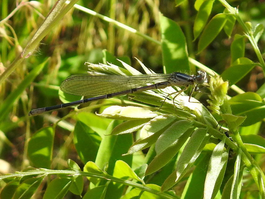 Coenagrion puella - azúrkék légivadász