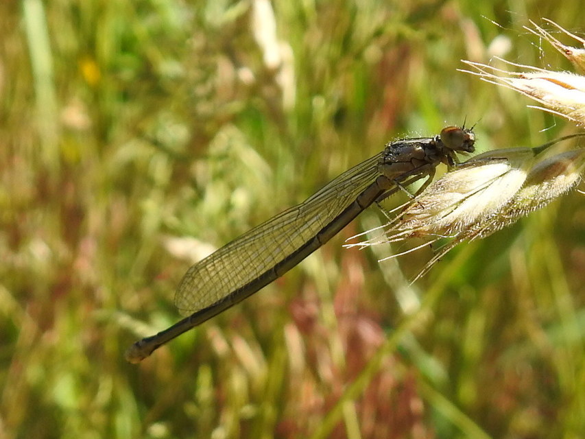 Coenagrion puella - azúrkék légivadász