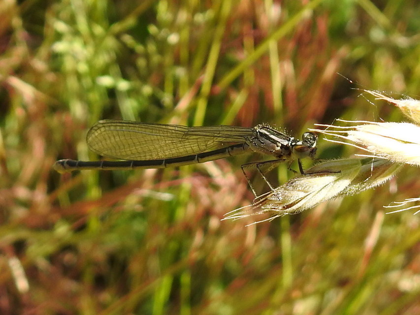 Coenagrion puella - azúrkék légivadász