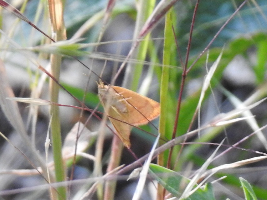 Lythria purpuraria - bíborsávos araszoló