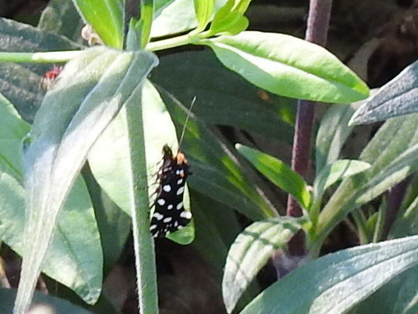 Euplocamus anthracinalis - fésűscsápú korhadékmoly