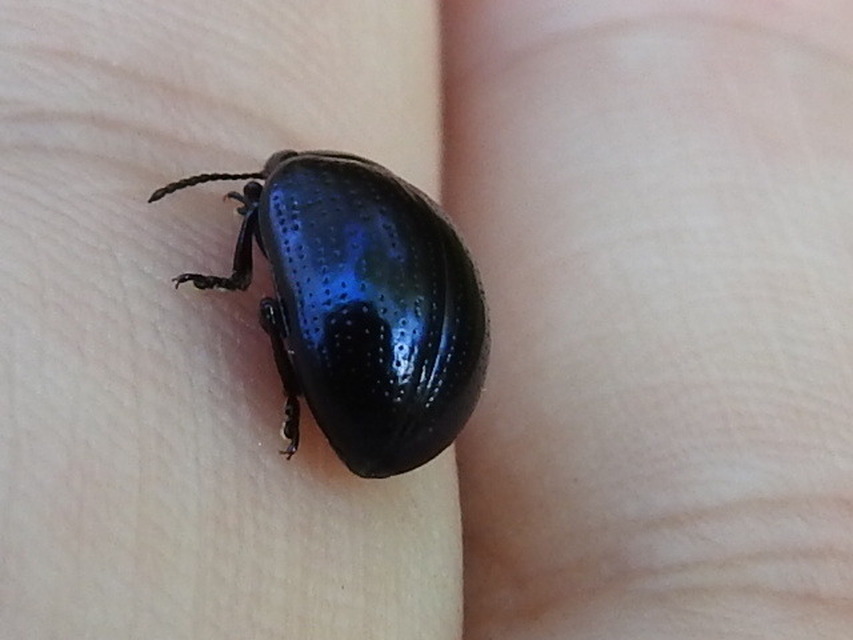 Chrysolina oricalcia - bronzos levélbogár