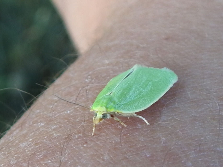Tortrix viridana - tölgyilonca