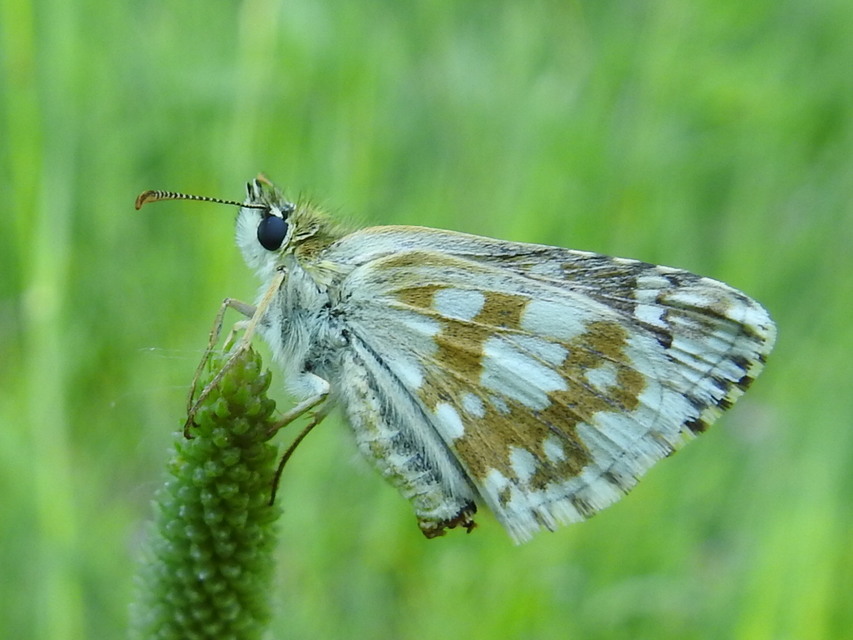 Pyrgus carthami - nagy busalepke