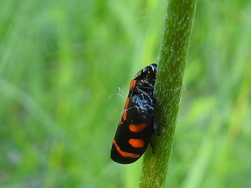 Cercopis