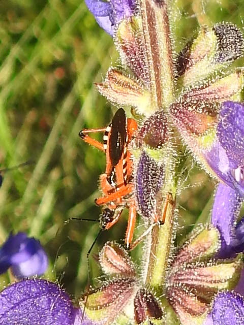 Rhynocoris iracundus - közönséges gyilkospoloska