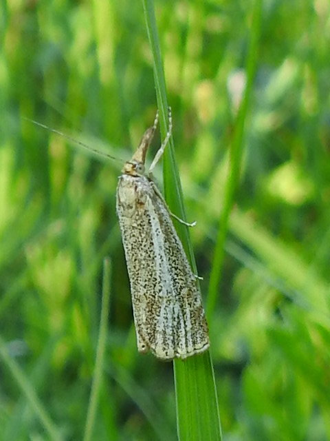 Thisanotia chrysonuchella - tavaszi fűgyökérmoly