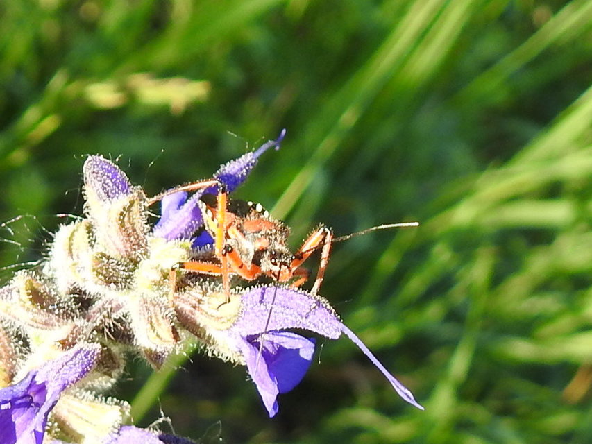 Rhynocoris iracundus - közönséges gyilkospoloska