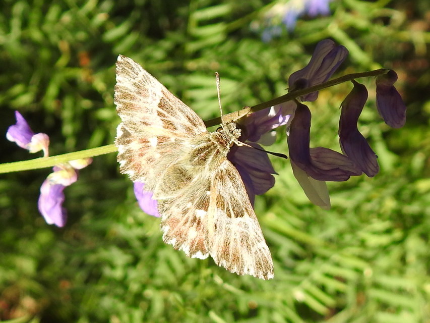Carcharodus floccifera - pemetefű-busalepke