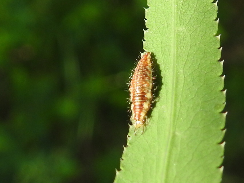 Chrysopidae - zöldfátyolkák